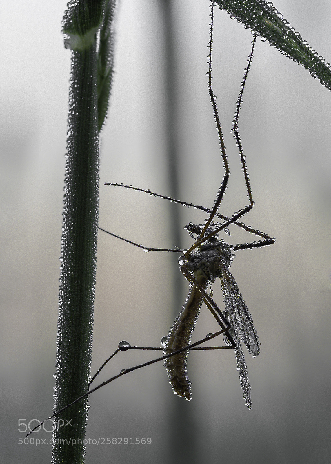 Olympus OM-D E-M1 Mark II sample photo. Gnat photography