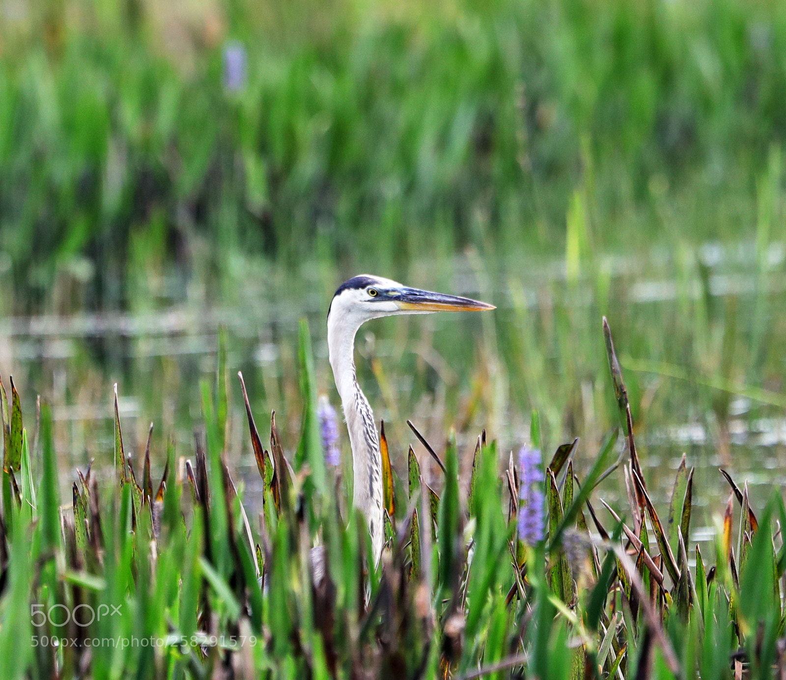 Canon EOS-1D X Mark II sample photo. 05-17-18-0018471.jpg photography