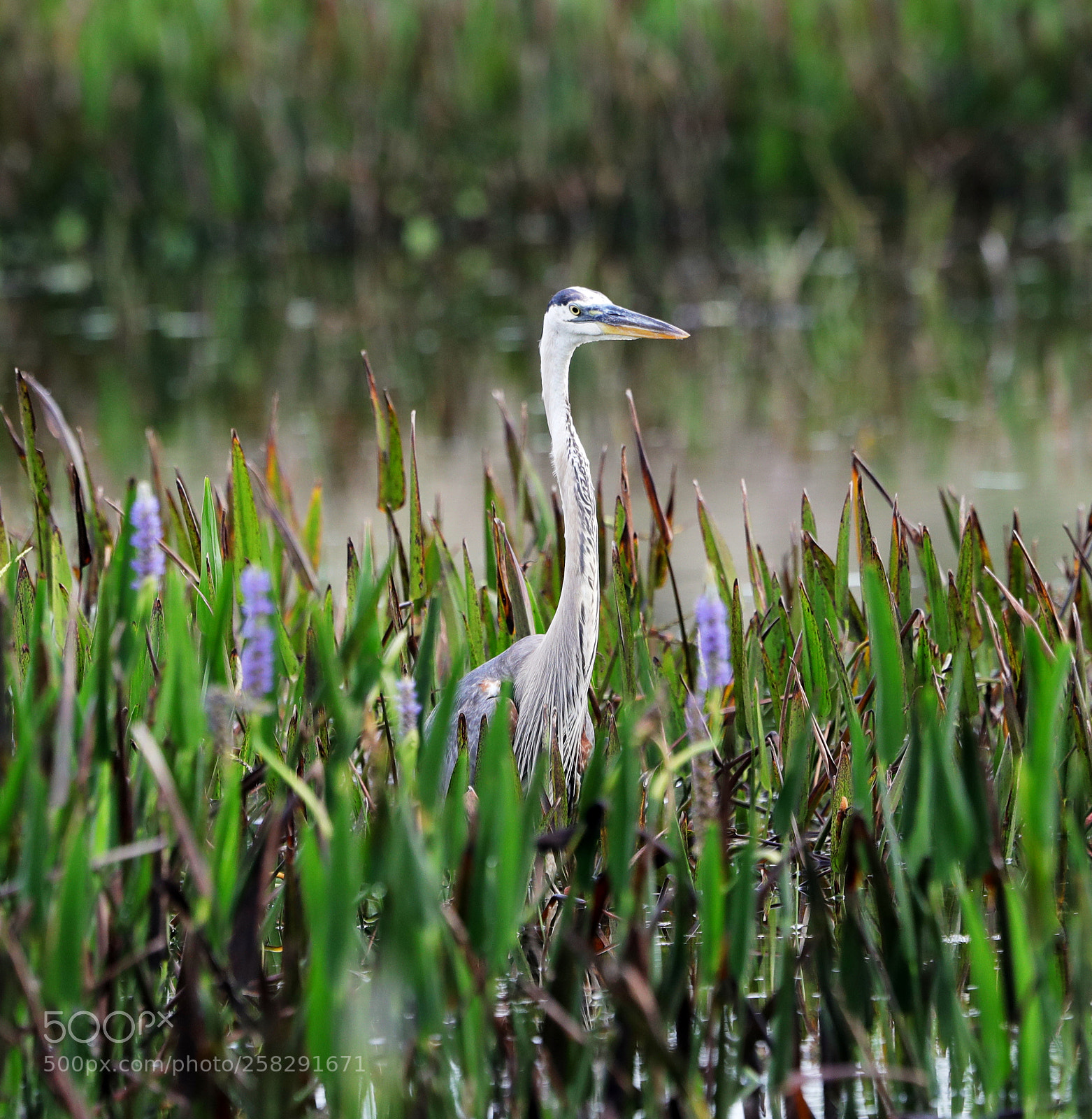 Canon EOS-1D X Mark II sample photo. 05-17-18-0018468.jpg photography