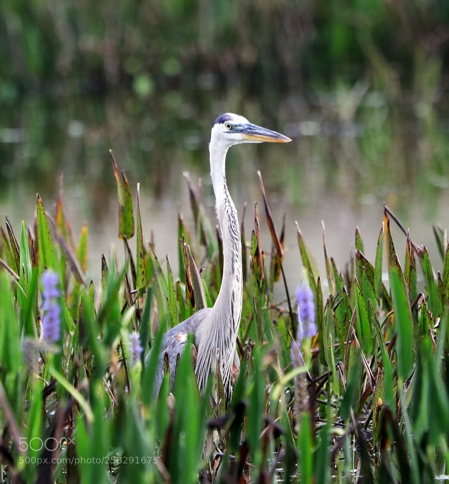 Canon EOS-1D X Mark II sample photo. 05-17-18-0018467.jpg photography