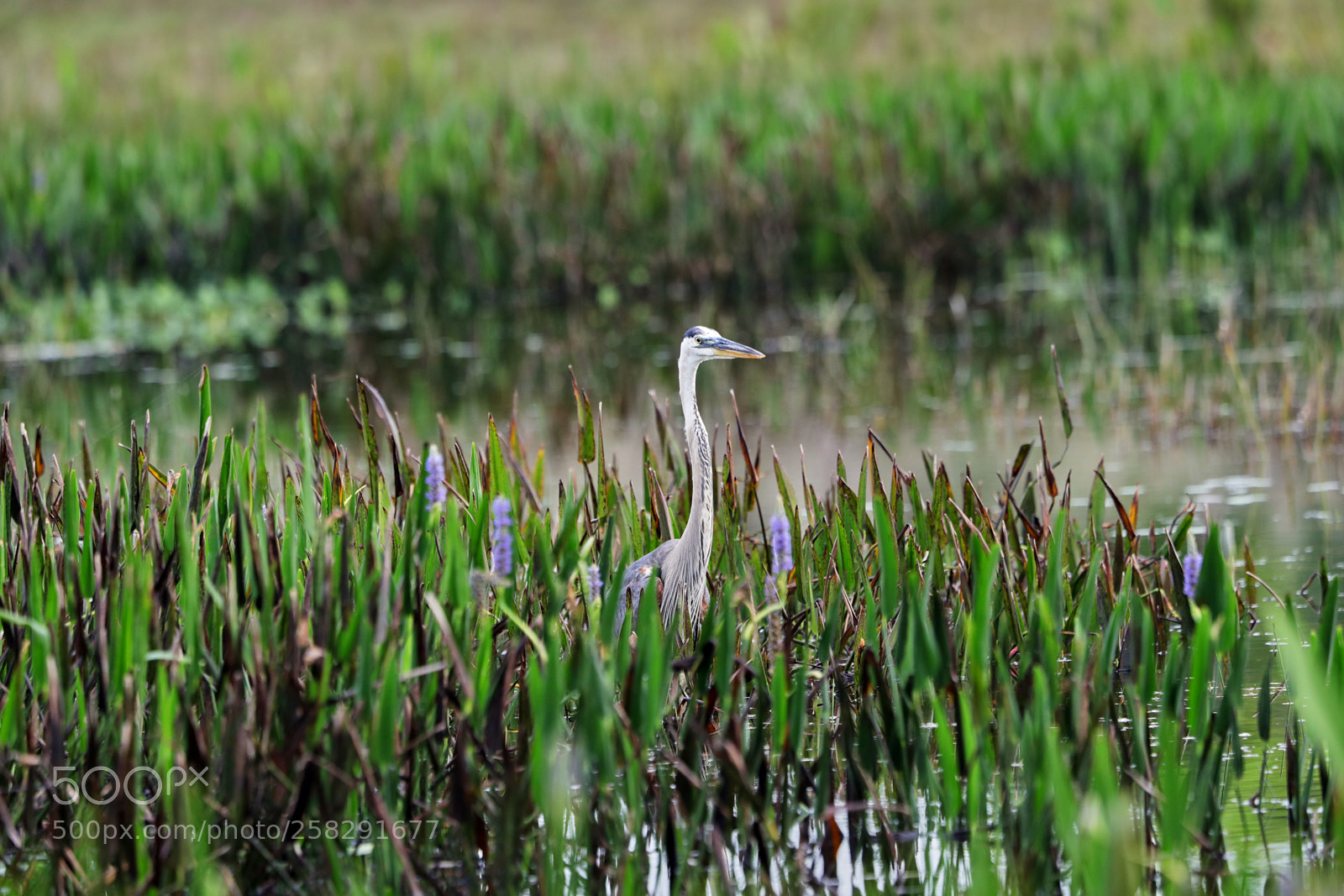 Canon EOS-1D X Mark II sample photo. 05-17-18-0018466.jpg photography