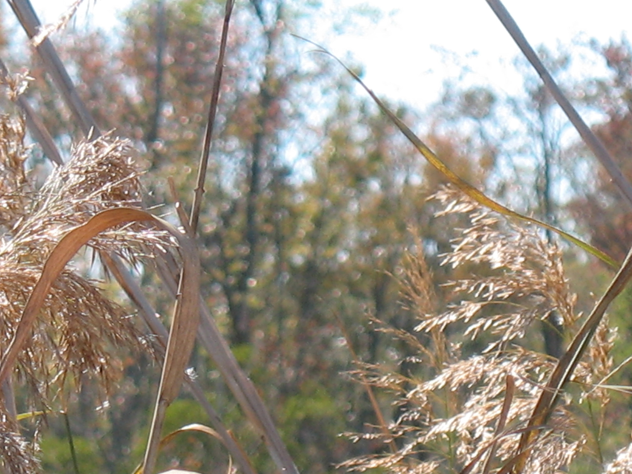 Canon POWERSHOT A630 sample photo. Img photography