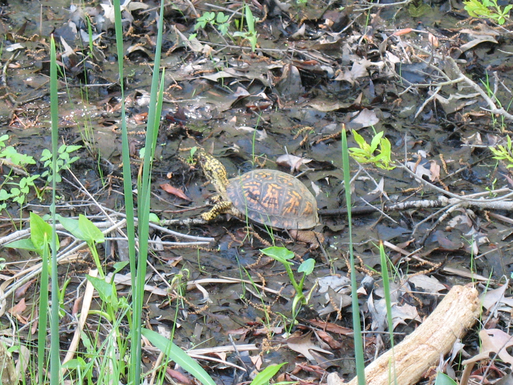 Canon POWERSHOT A630 sample photo. Img photography