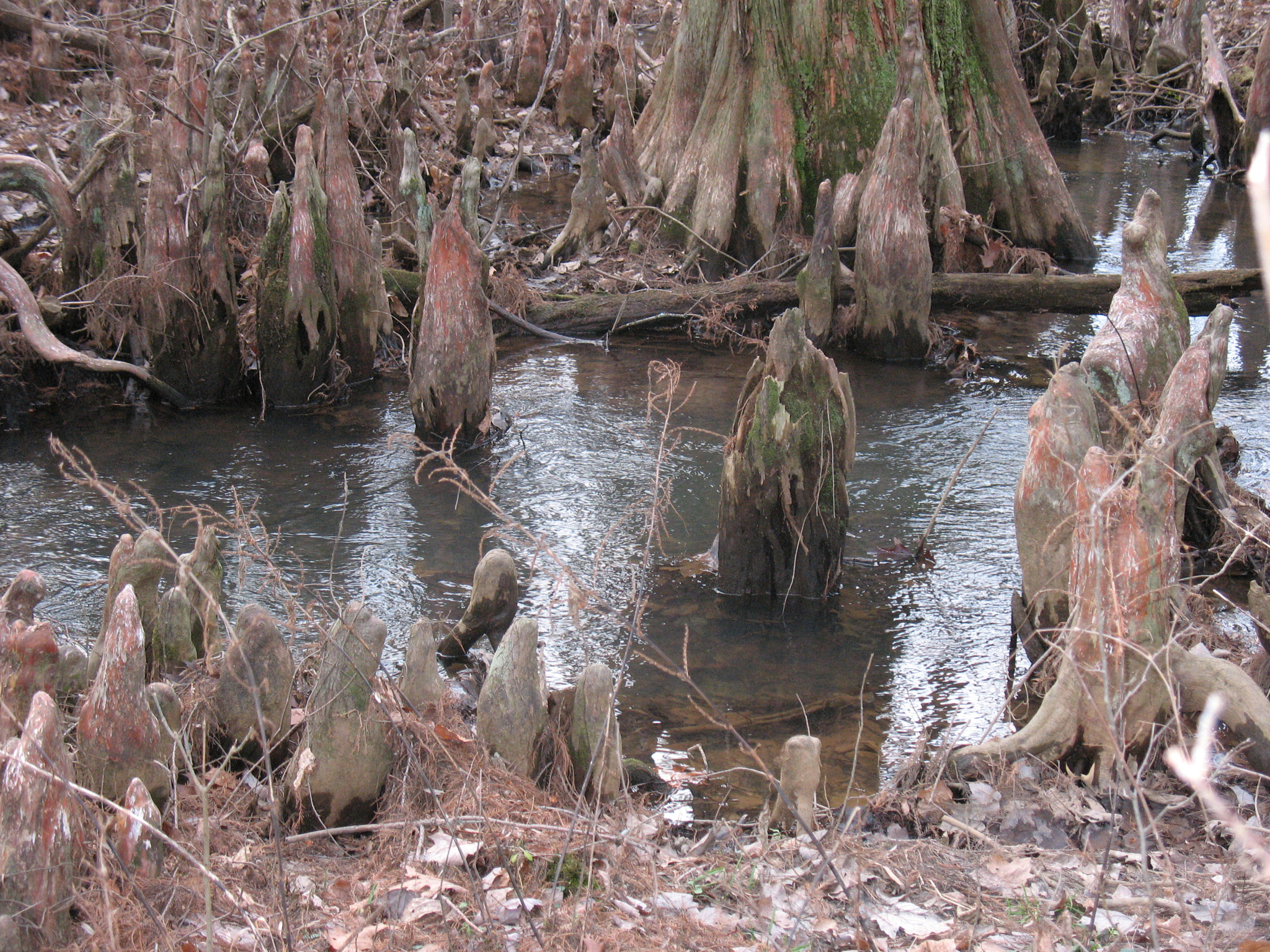 Canon POWERSHOT A630 sample photo. Img photography