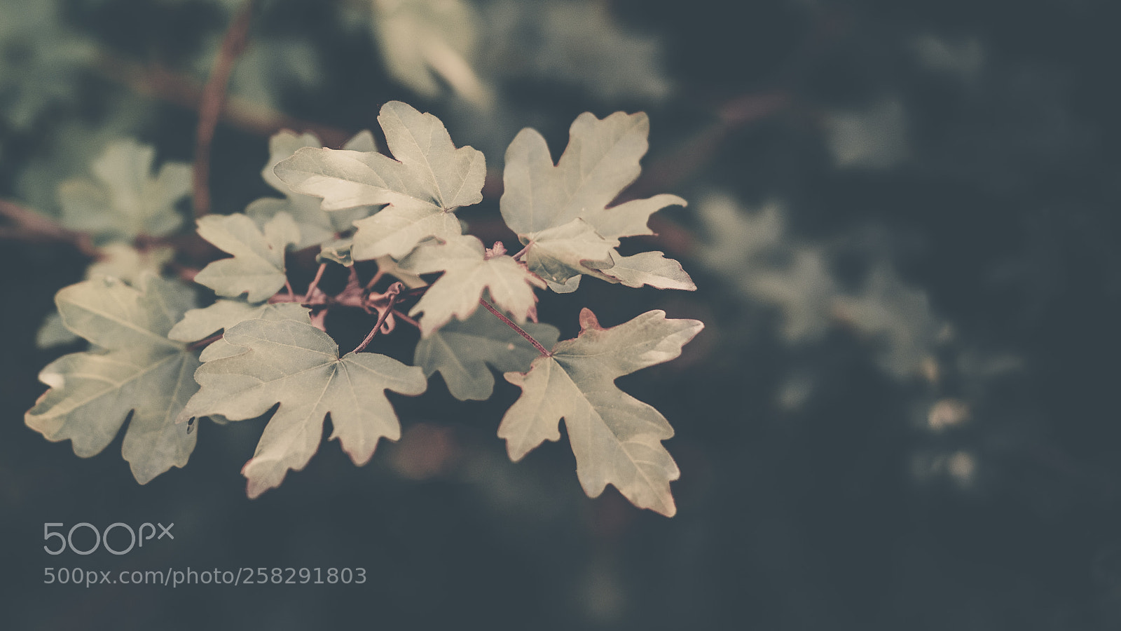 Nikon D750 sample photo. Leaves photography