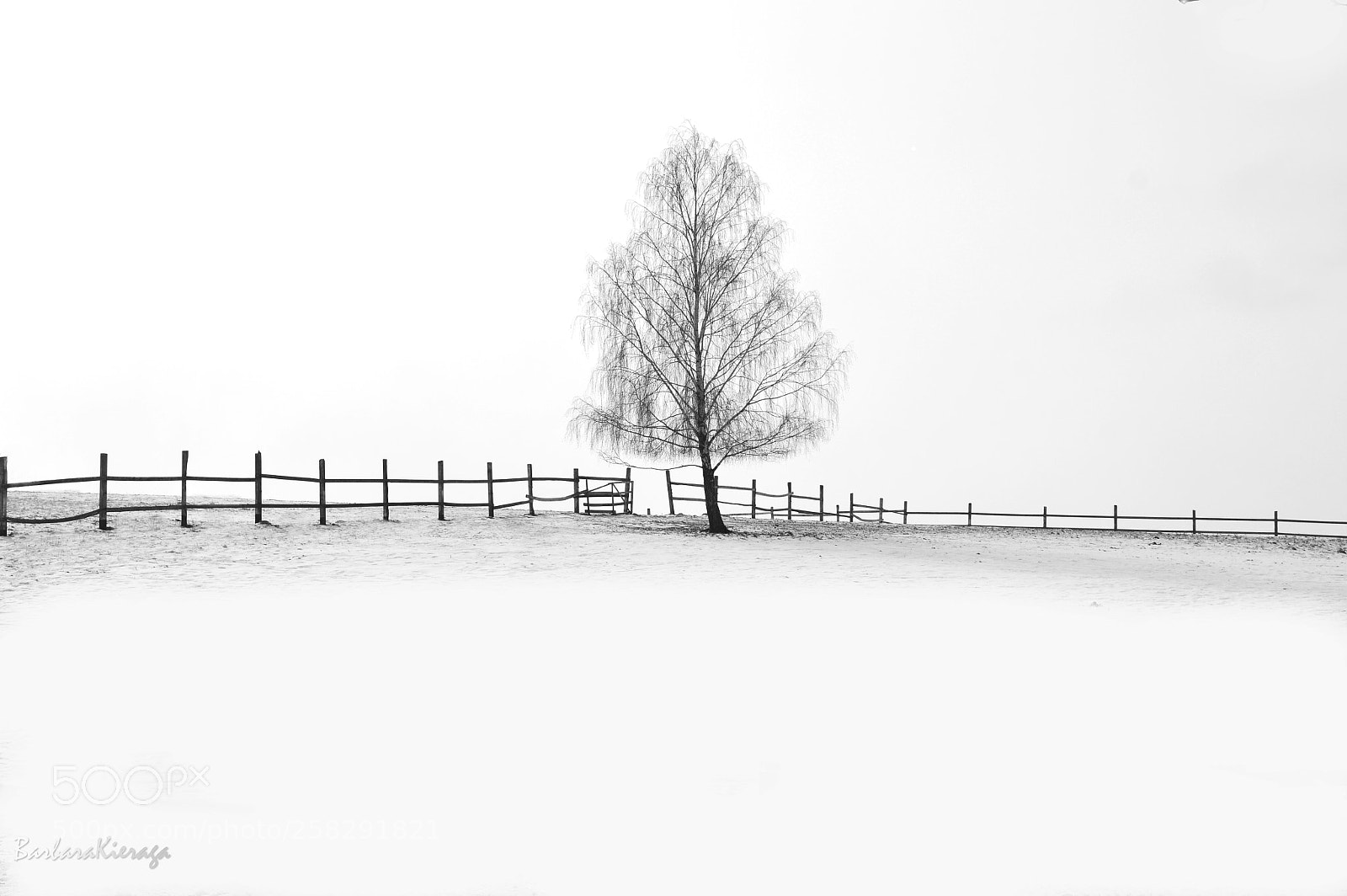 Nikon D3200 sample photo. Polish winter vi photography
