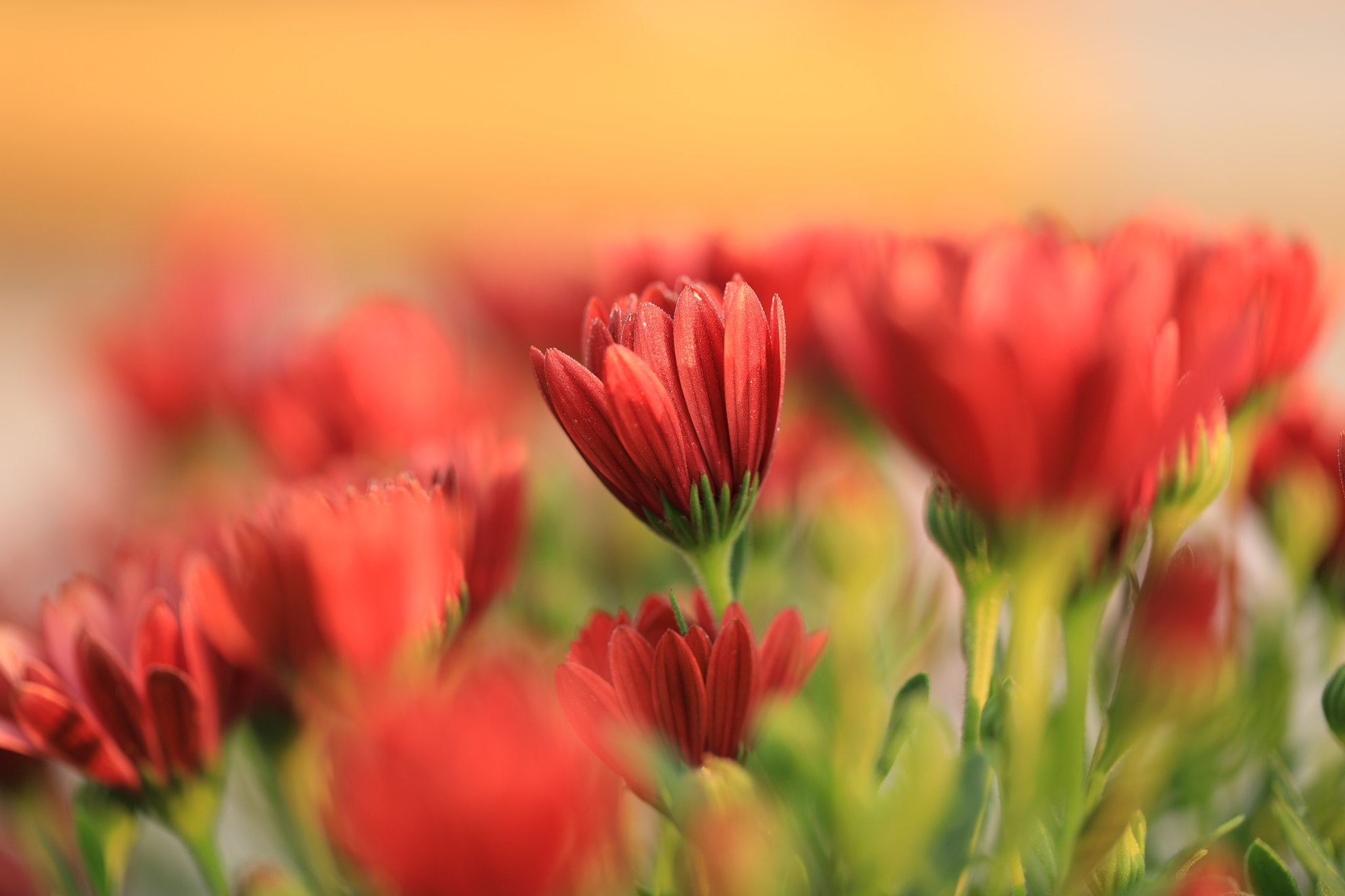 Canon EF 100mm F2.8L Macro IS USM sample photo. Dimorphotheca photography