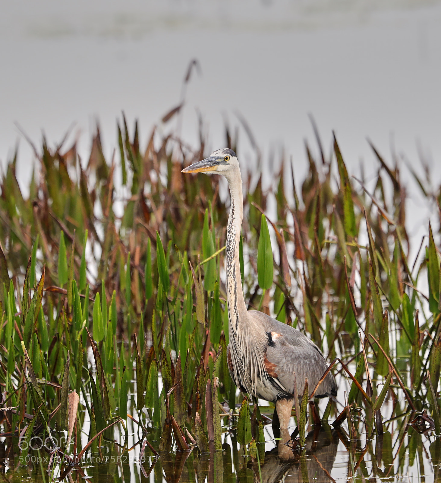Canon EOS-1D X Mark II sample photo. 05-17-18-0018461.jpg photography