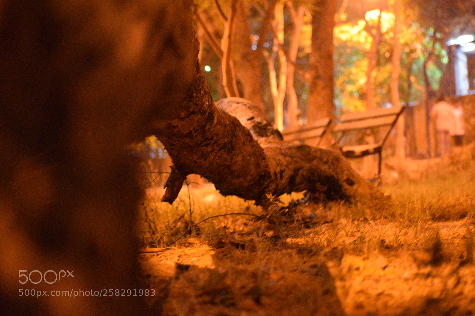 Nikon D3300 sample photo. Night life photography