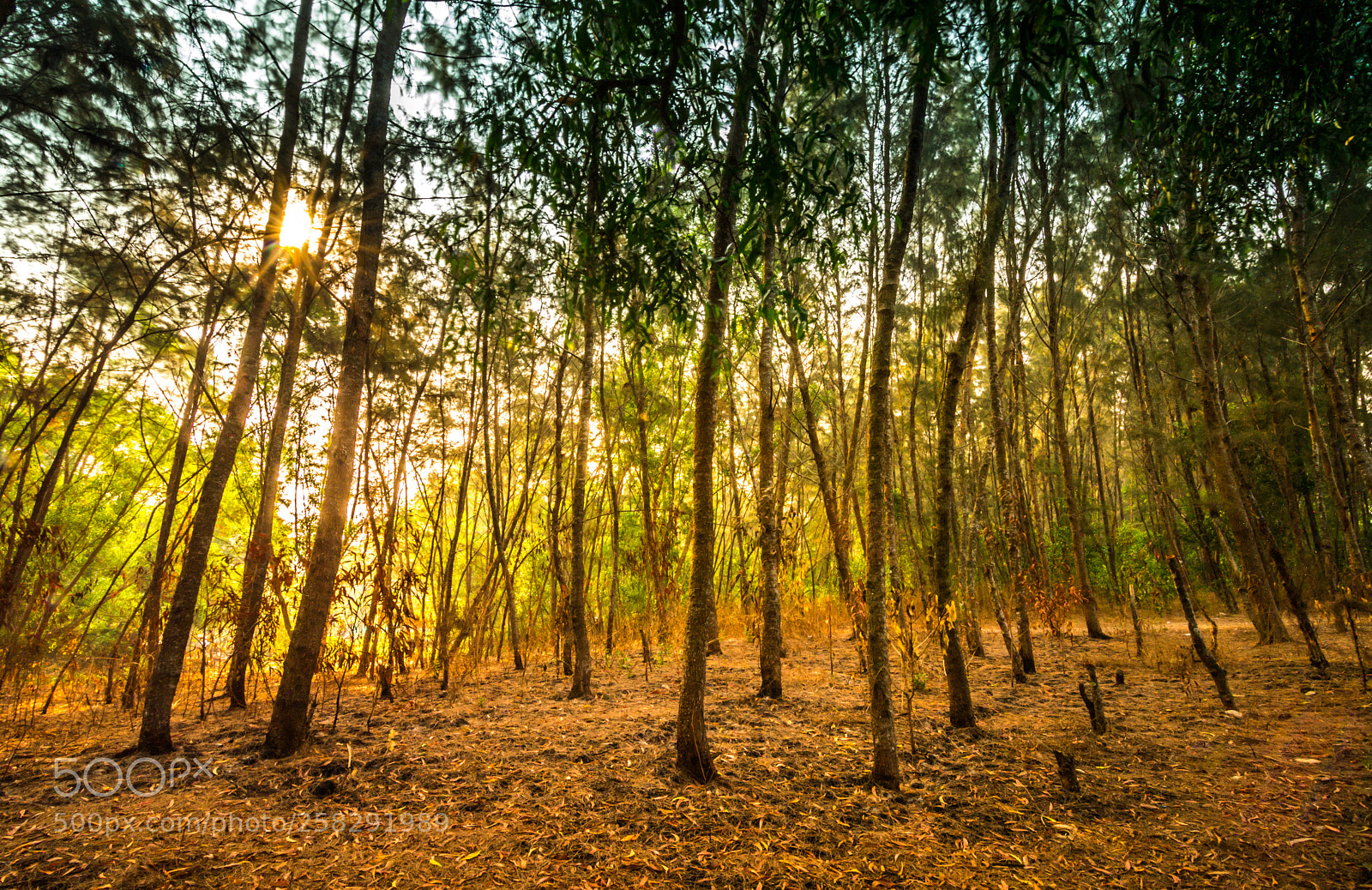 Nikon D3400 sample photo. The alleppey forest photography