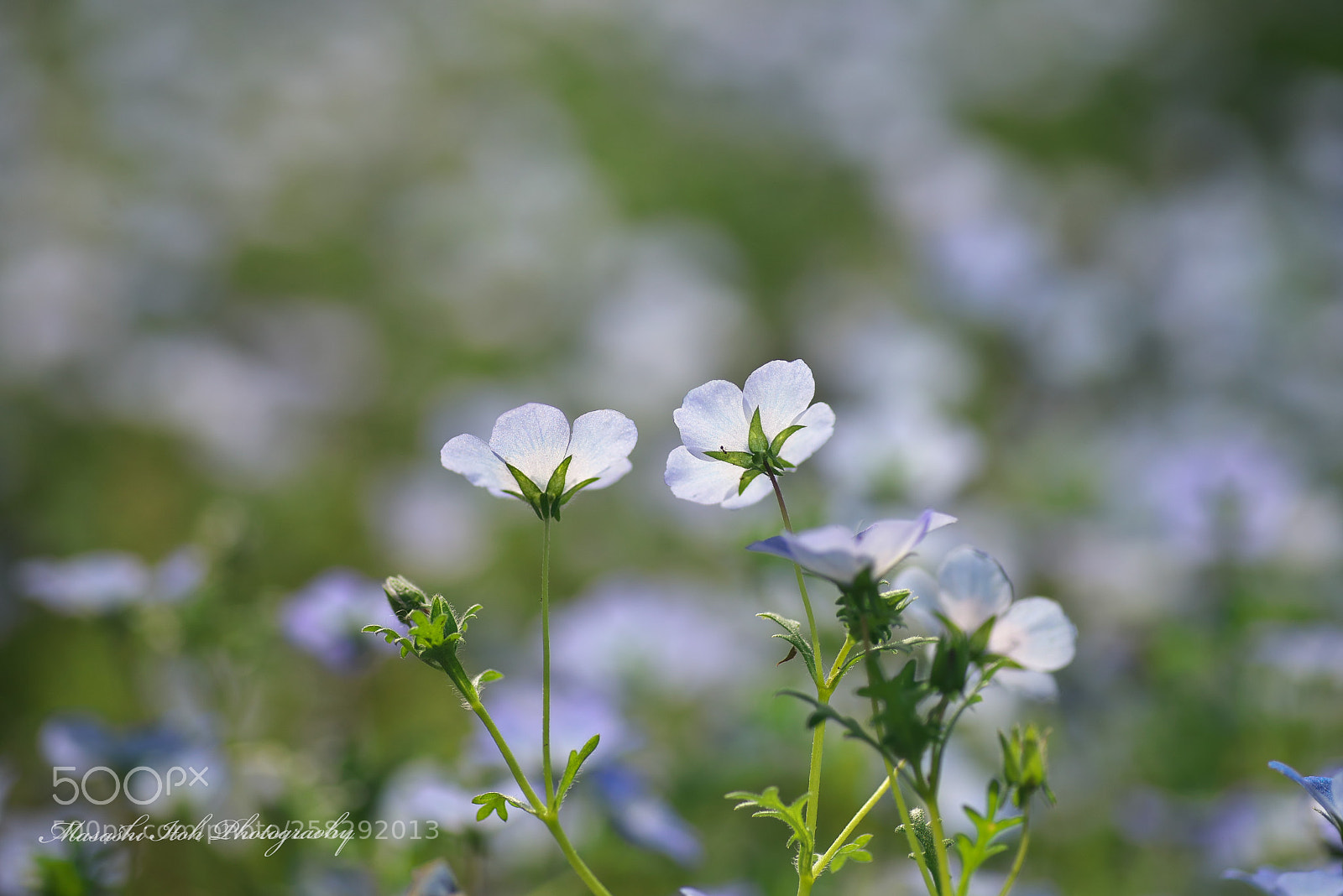 Nikon D610 sample photo. Duet - nemophila photography