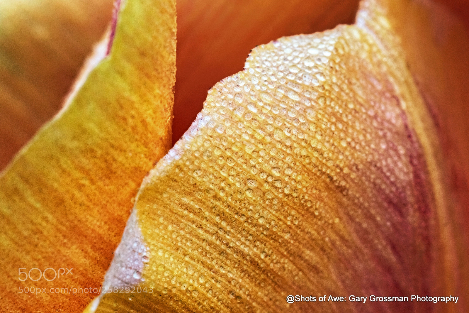 Canon EOS 7D Mark II sample photo. Tulip waves photography