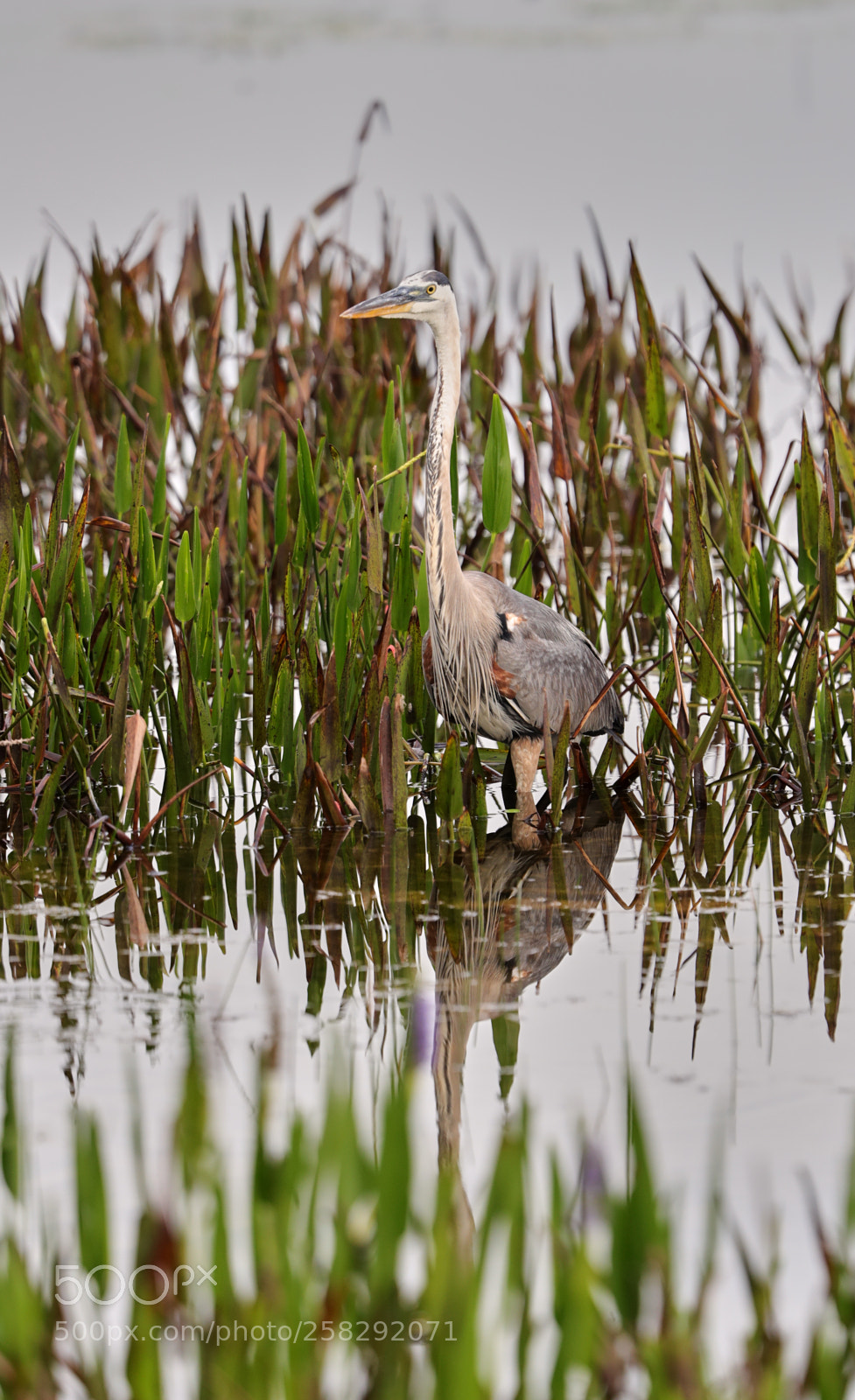 Canon EOS-1D X Mark II sample photo. 05-17-18-0018457.jpg photography
