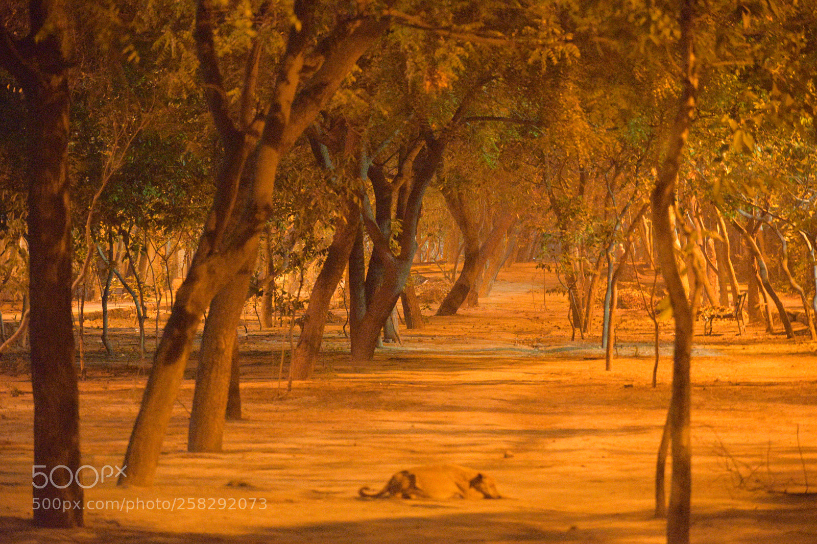 Nikon D3300 sample photo. Night life photography