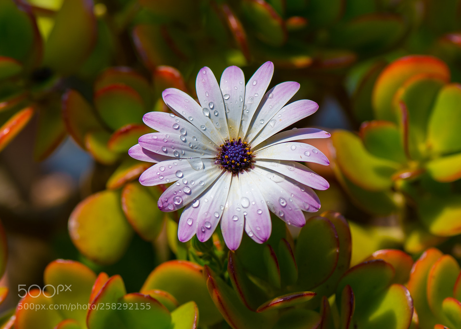 Nikon D610 sample photo. Flower photography