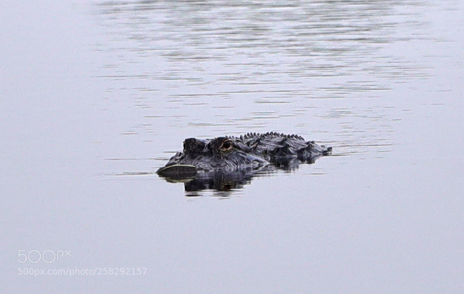 Canon EOS-1D X Mark II sample photo. 05-17-18-0018454.jpg photography