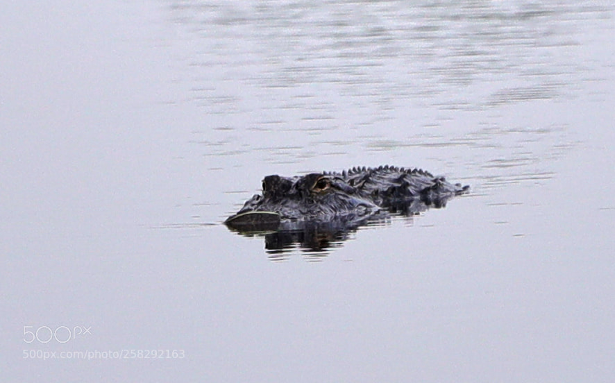 Canon EOS-1D X Mark II sample photo. 05-17-18-0018453.jpg photography
