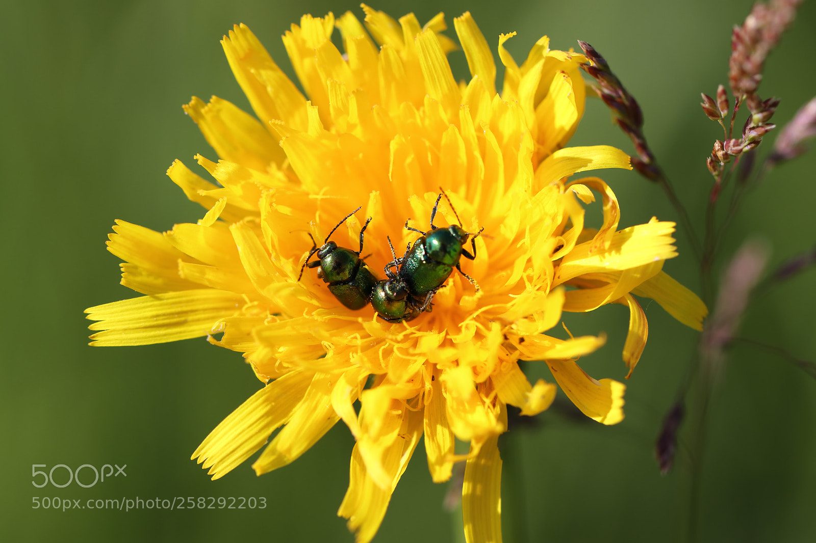 Canon EOS 77D (EOS 9000D / EOS 770D) sample photo. The bugs on the photography
