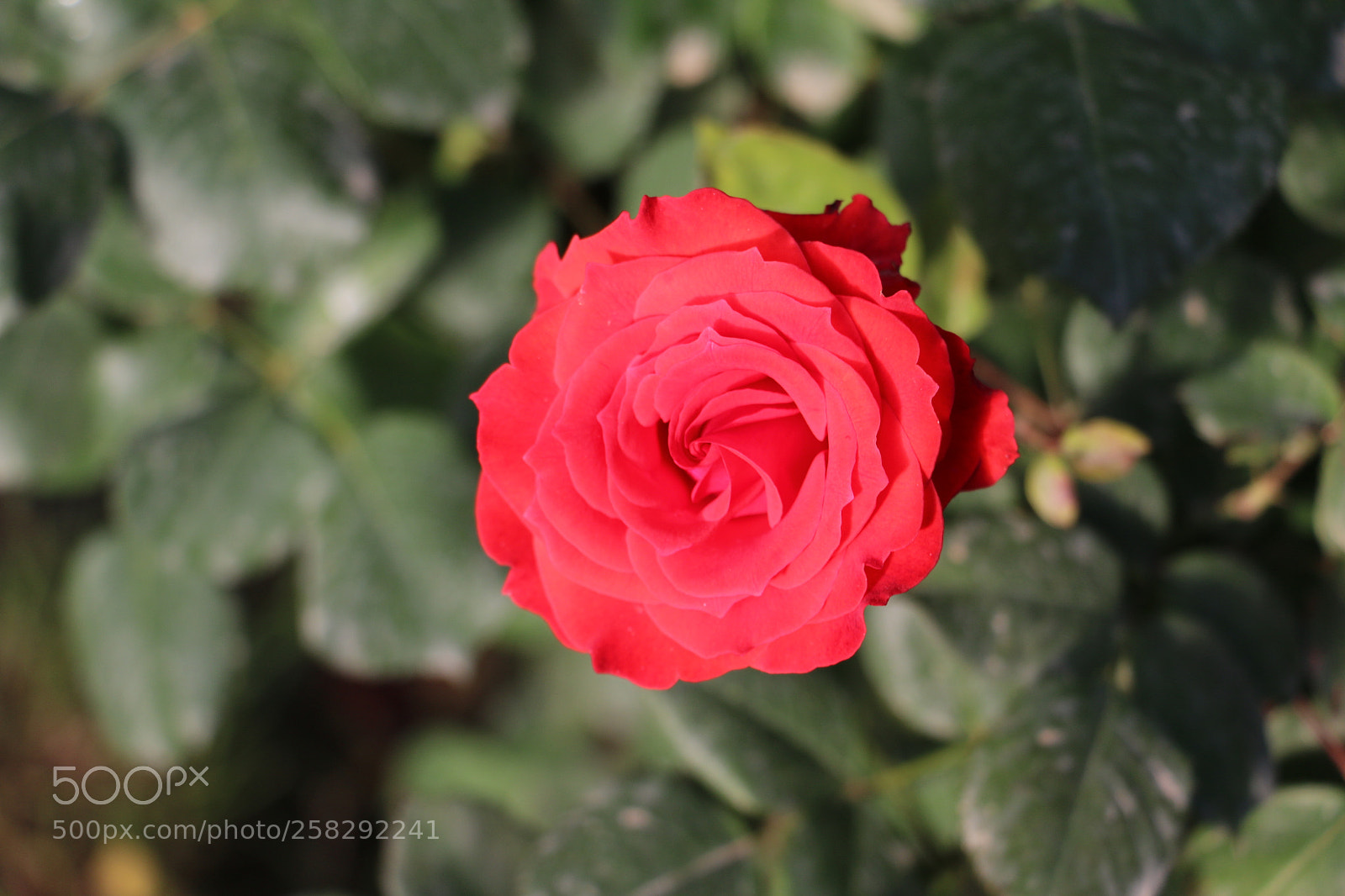 Canon EOS 70D sample photo. Flowers photography