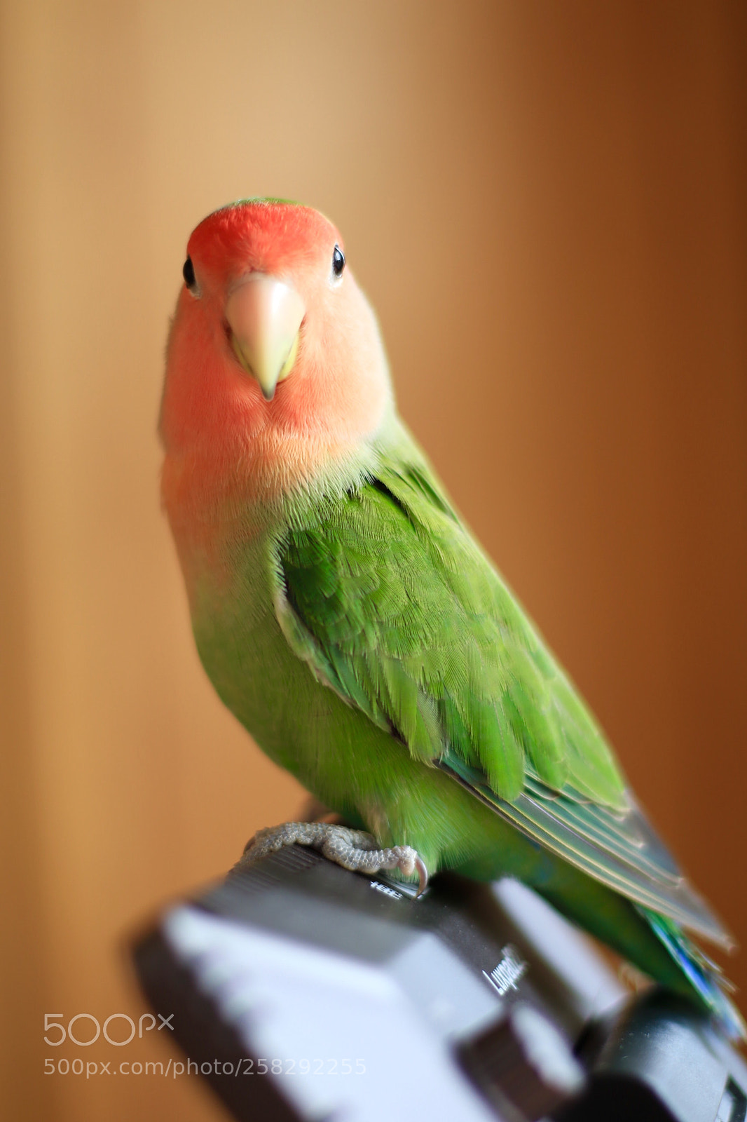 Canon EOS 7D Mark II sample photo. My lovely bird photography