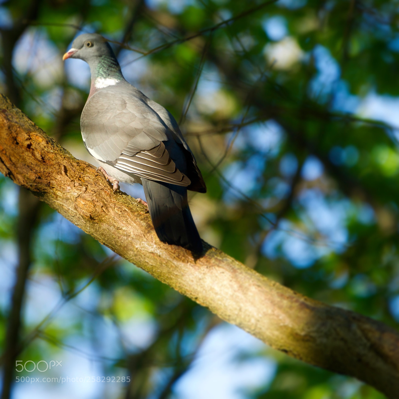 Sony a7R II sample photo. Dove  photography