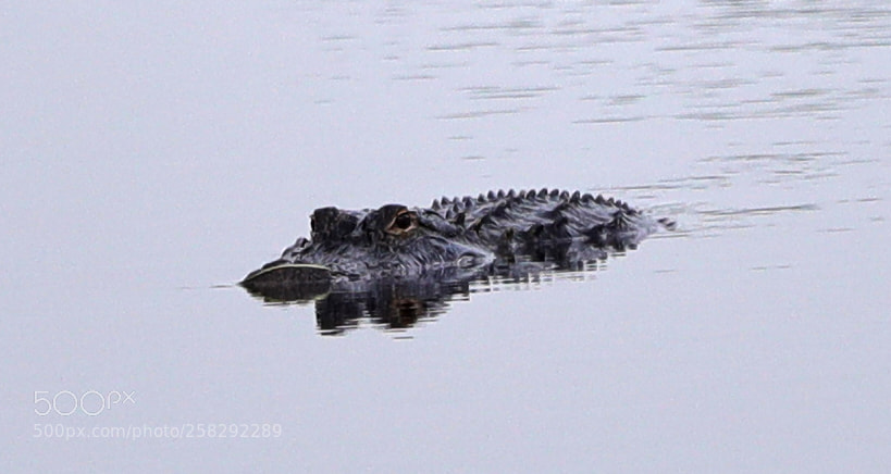 Canon EOS-1D X Mark II sample photo. 05-17-18-0018452.jpg photography