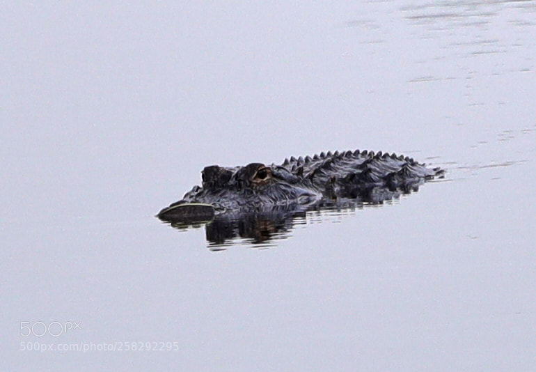 Canon EOS-1D X Mark II sample photo. 05-17-18-0018451.jpg photography