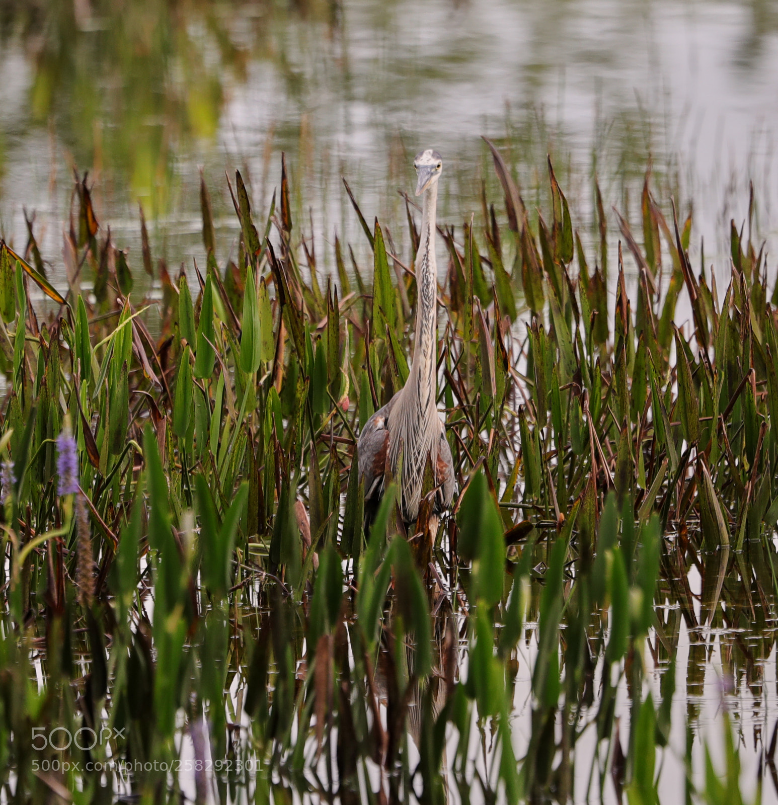 Canon EOS-1D X Mark II sample photo. 05-17-18-0018449.jpg photography