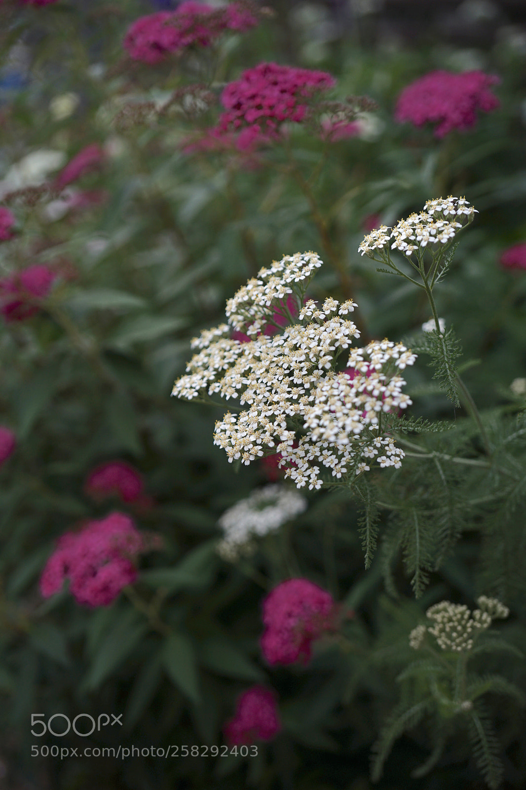 Sony a7 II sample photo. White and red. photography