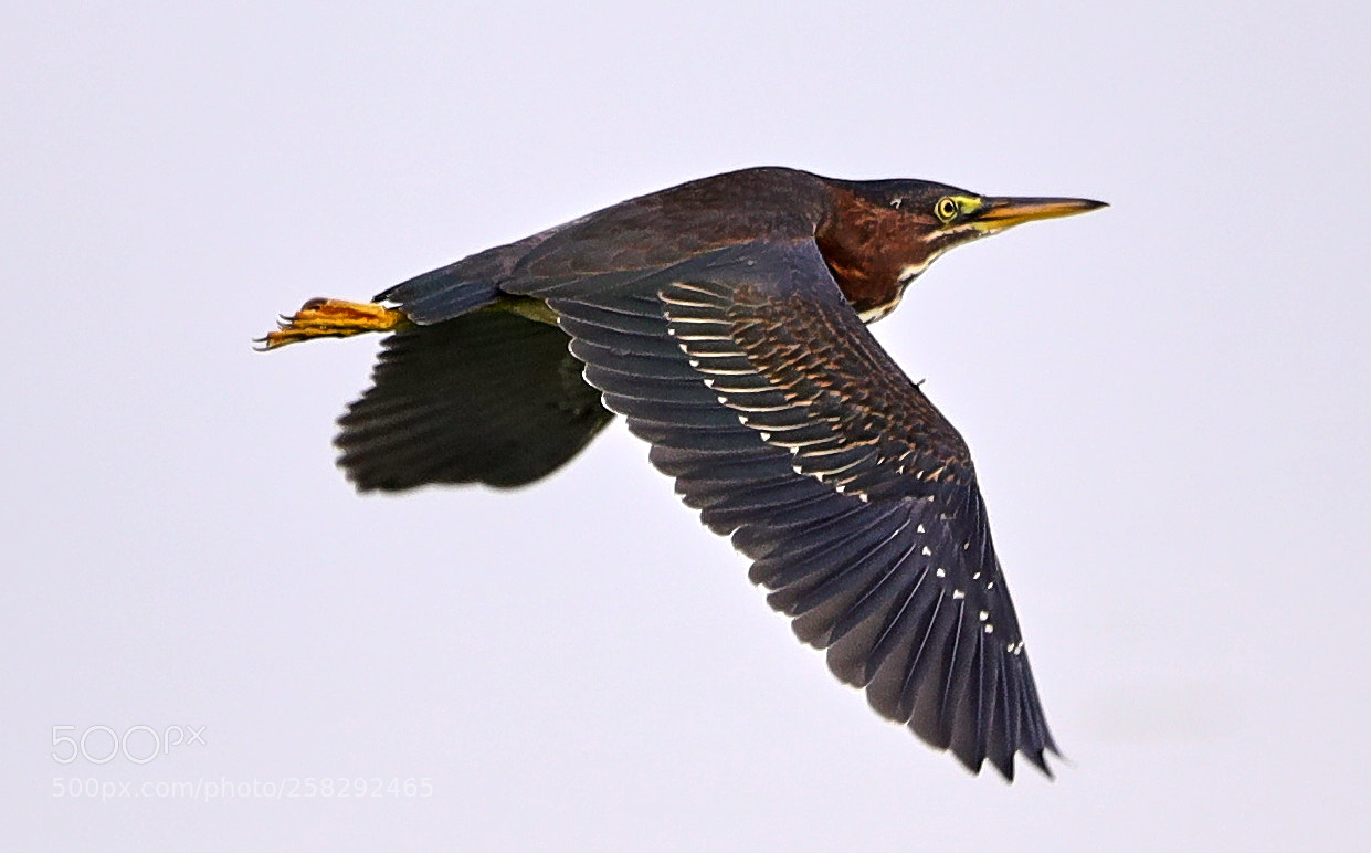 Canon EOS-1D X Mark II sample photo. 05-17-18-0018443.jpg photography