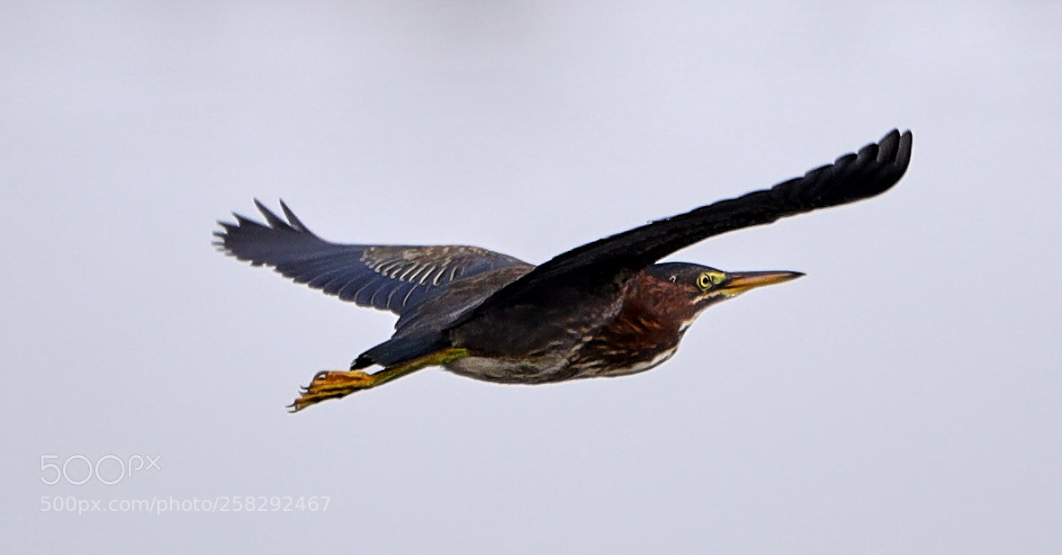 Canon EOS-1D X Mark II sample photo. 05-17-18-0018442.jpg photography