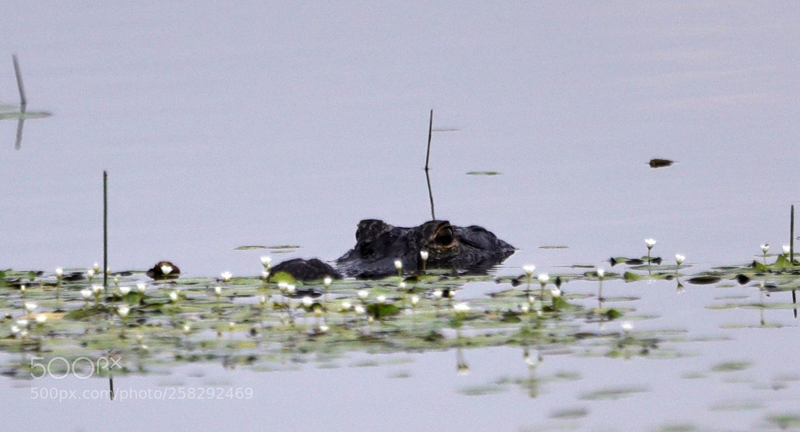 Canon EOS-1D X Mark II sample photo. 05-17-18-0018441.jpg photography