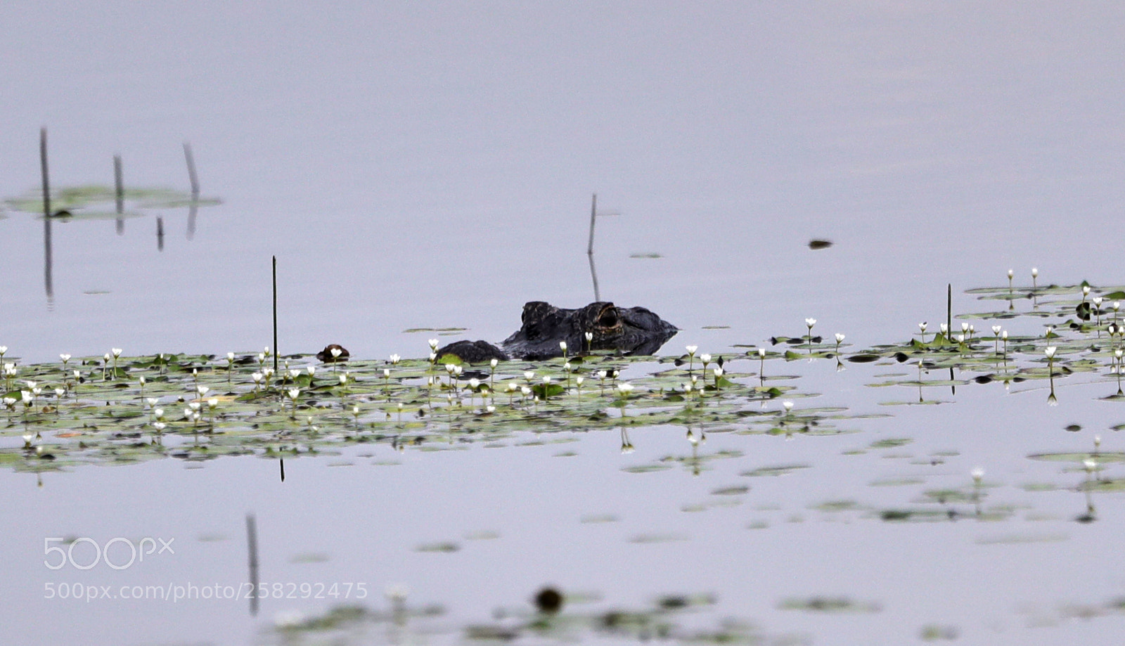 Canon EOS-1D X Mark II sample photo. 05-17-18-0018440.jpg photography