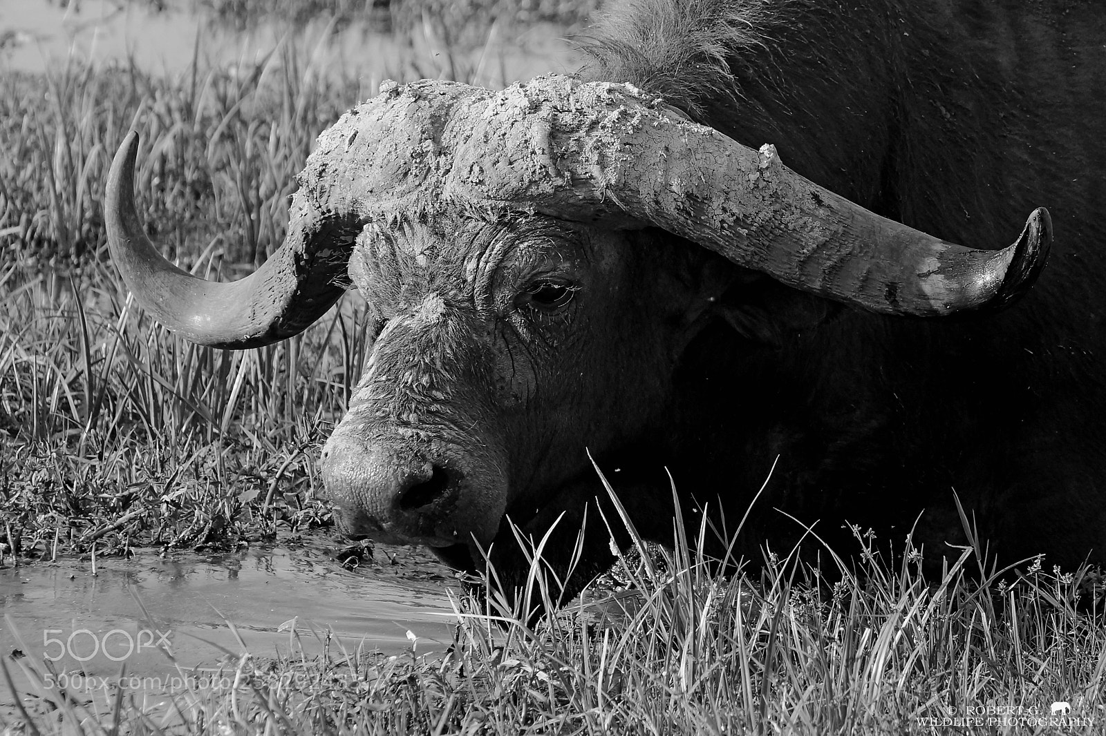 Sony SLT-A77 sample photo. Buffalo portrait b w photography