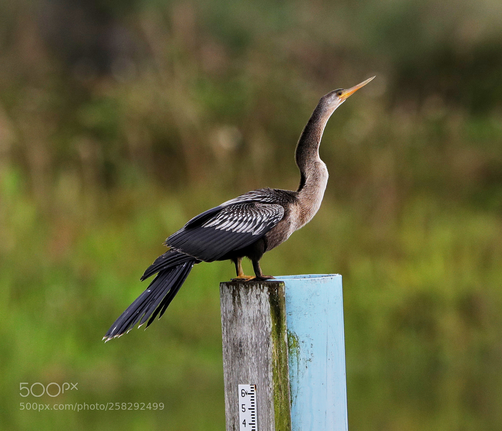 Canon EOS-1D X Mark II sample photo. 05-17-18-0018429.jpg photography