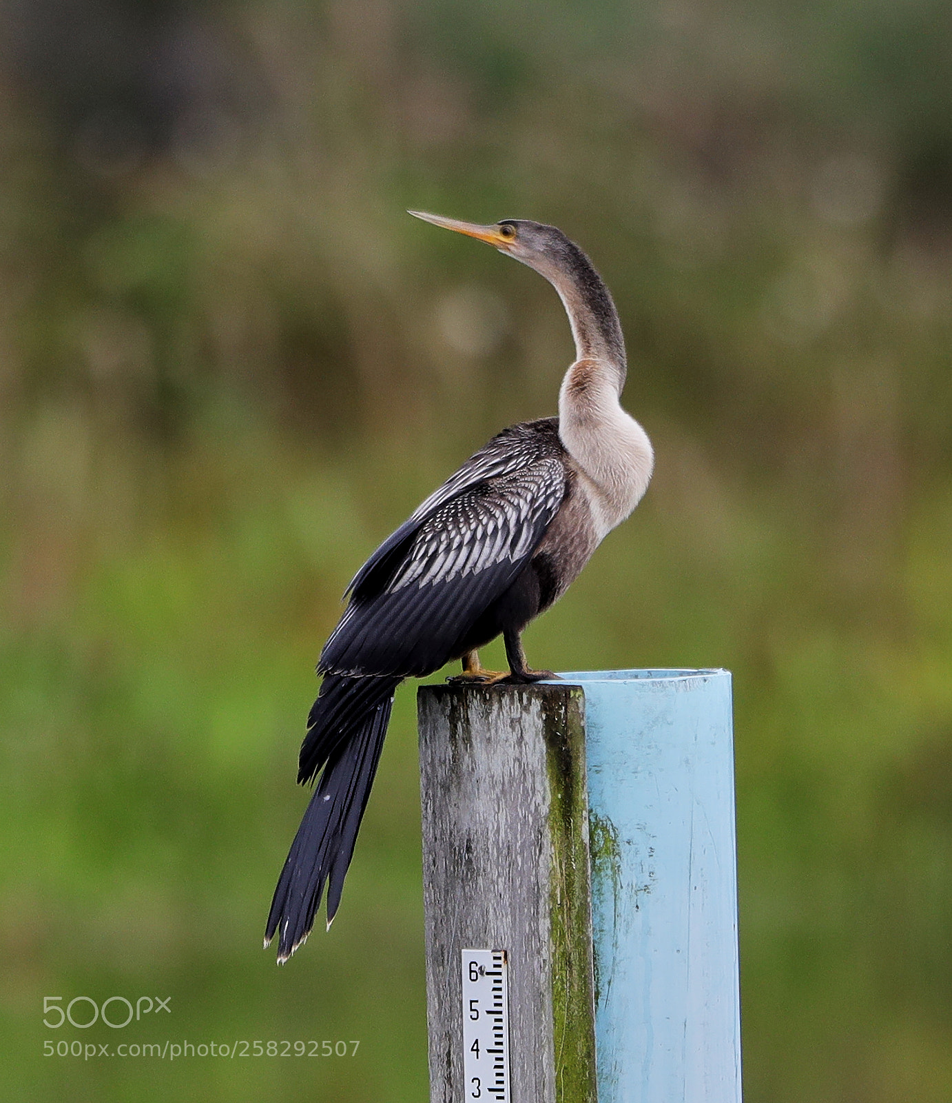 Canon EOS-1D X Mark II sample photo. 05-17-18-0018427.jpg photography