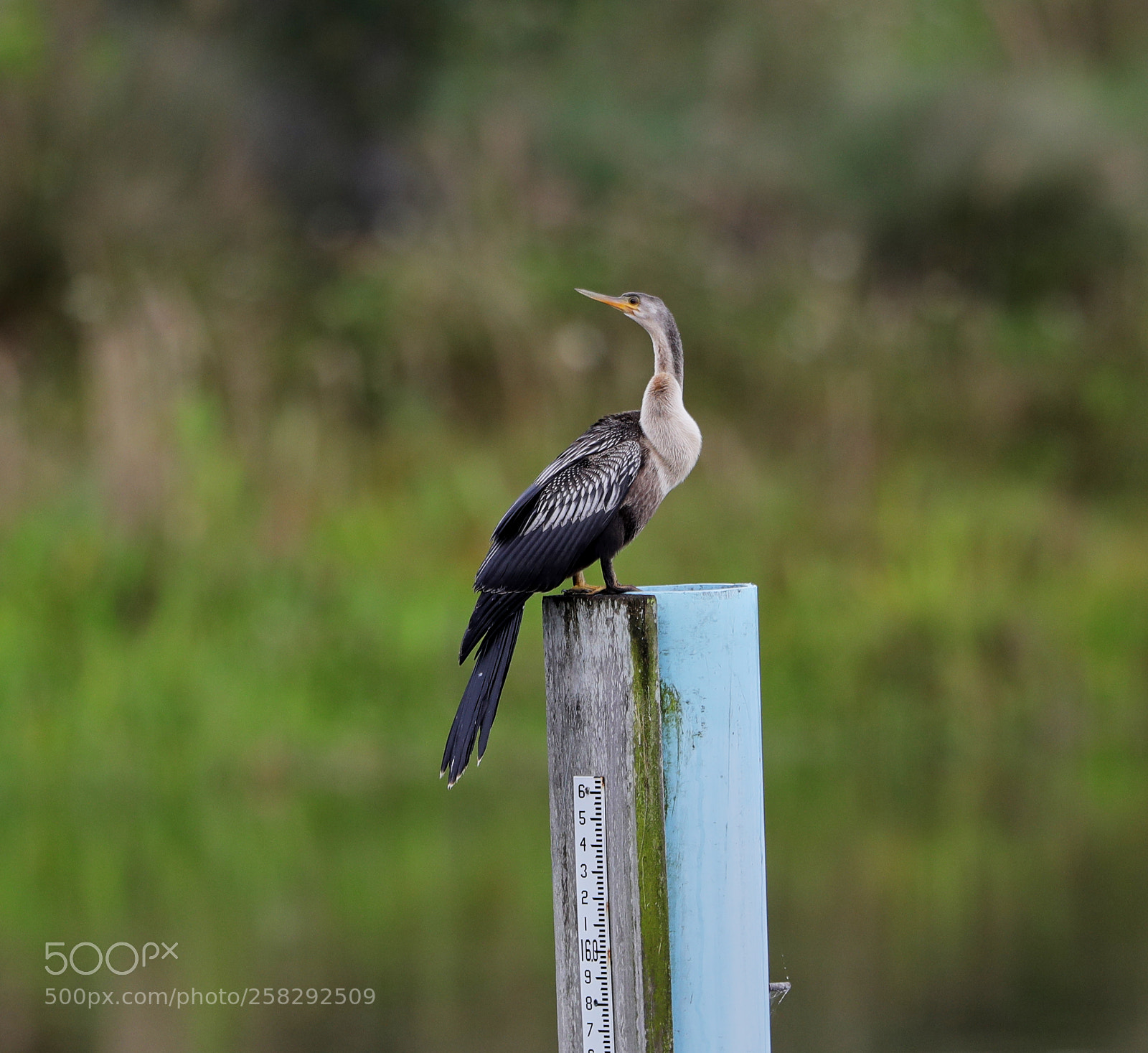 Canon EOS-1D X Mark II sample photo. 05-17-18-0018426.jpg photography
