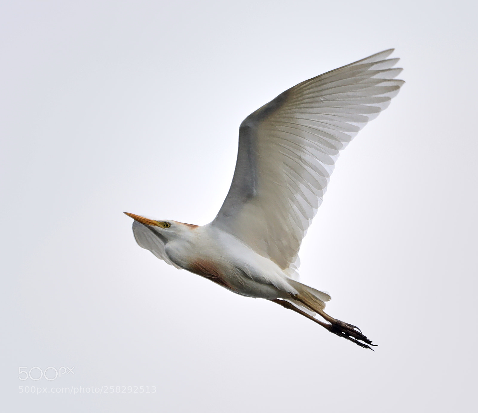 Canon EOS-1D X Mark II sample photo. 05-17-18-0018423.jpg photography