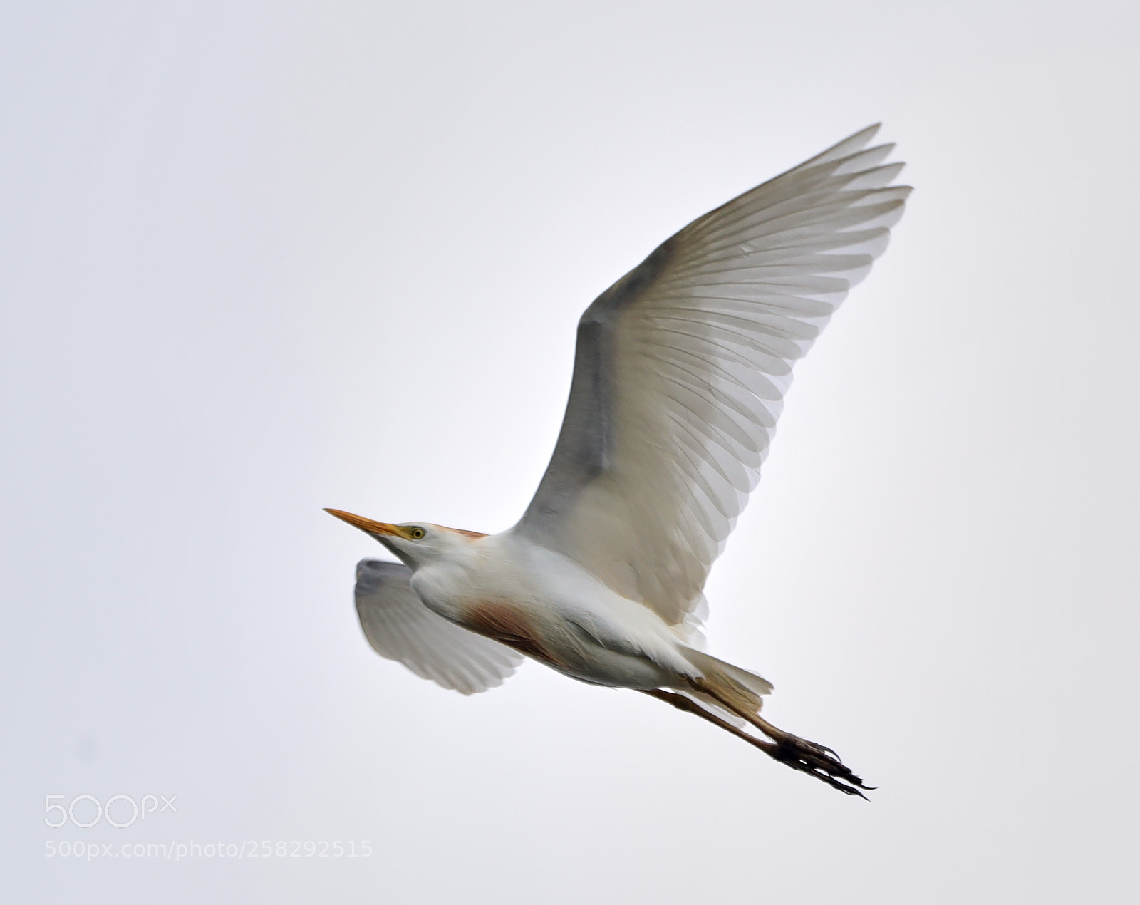 Canon EOS-1D X Mark II sample photo. 05-17-18-0018422.jpg photography