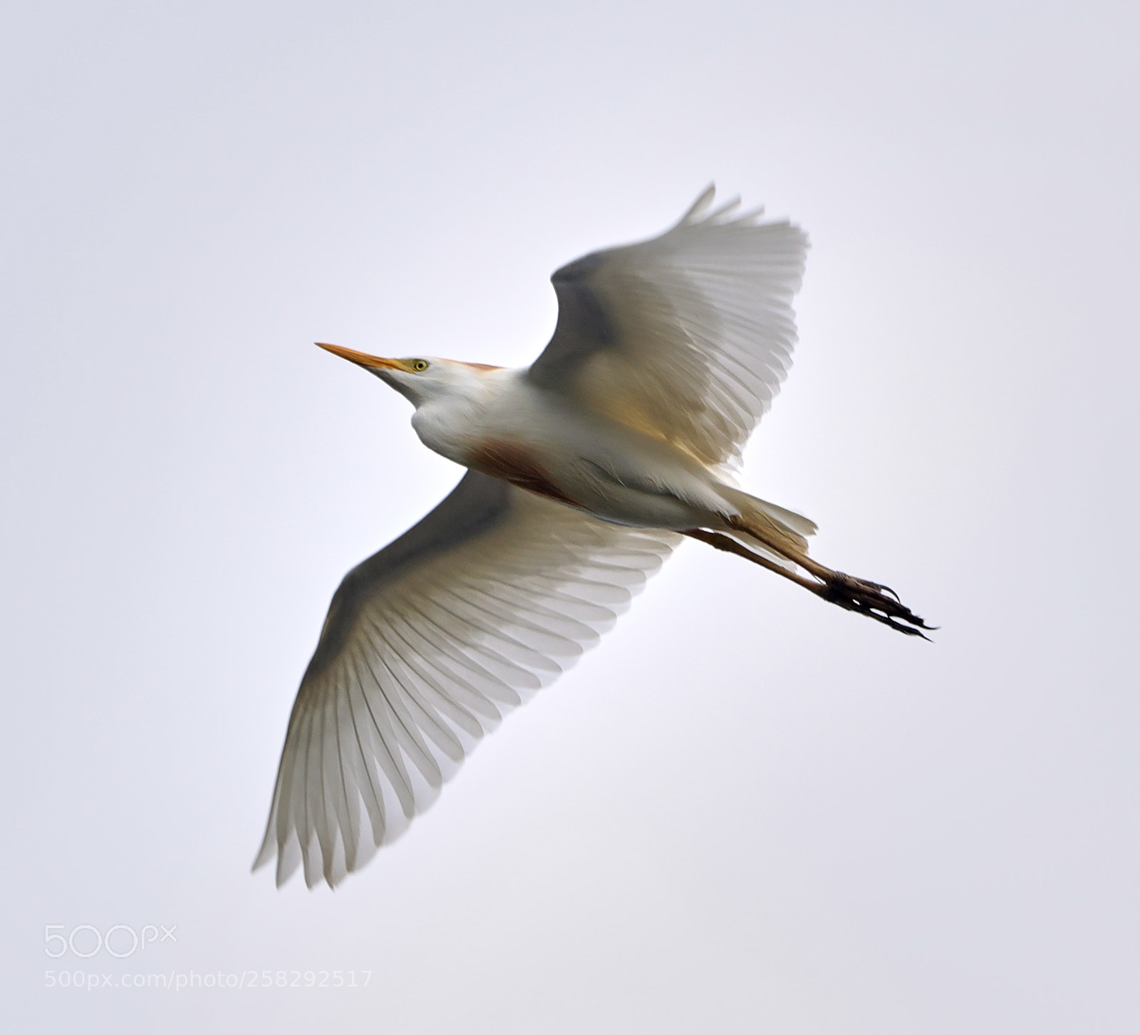 Canon EOS-1D X Mark II sample photo. 05-17-18-0018421.jpg photography