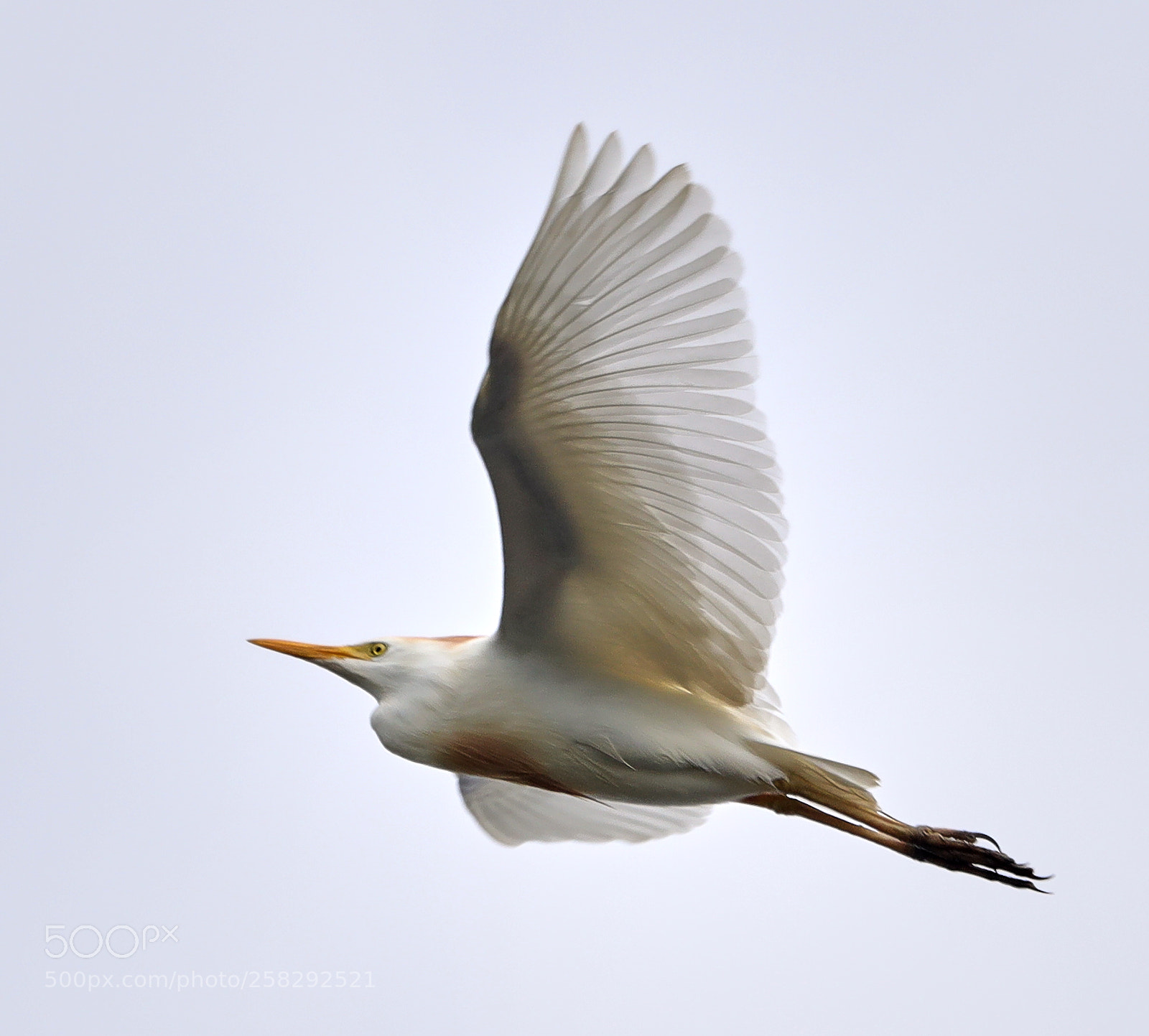 Canon EOS-1D X Mark II sample photo. 05-17-18-0018420.jpg photography