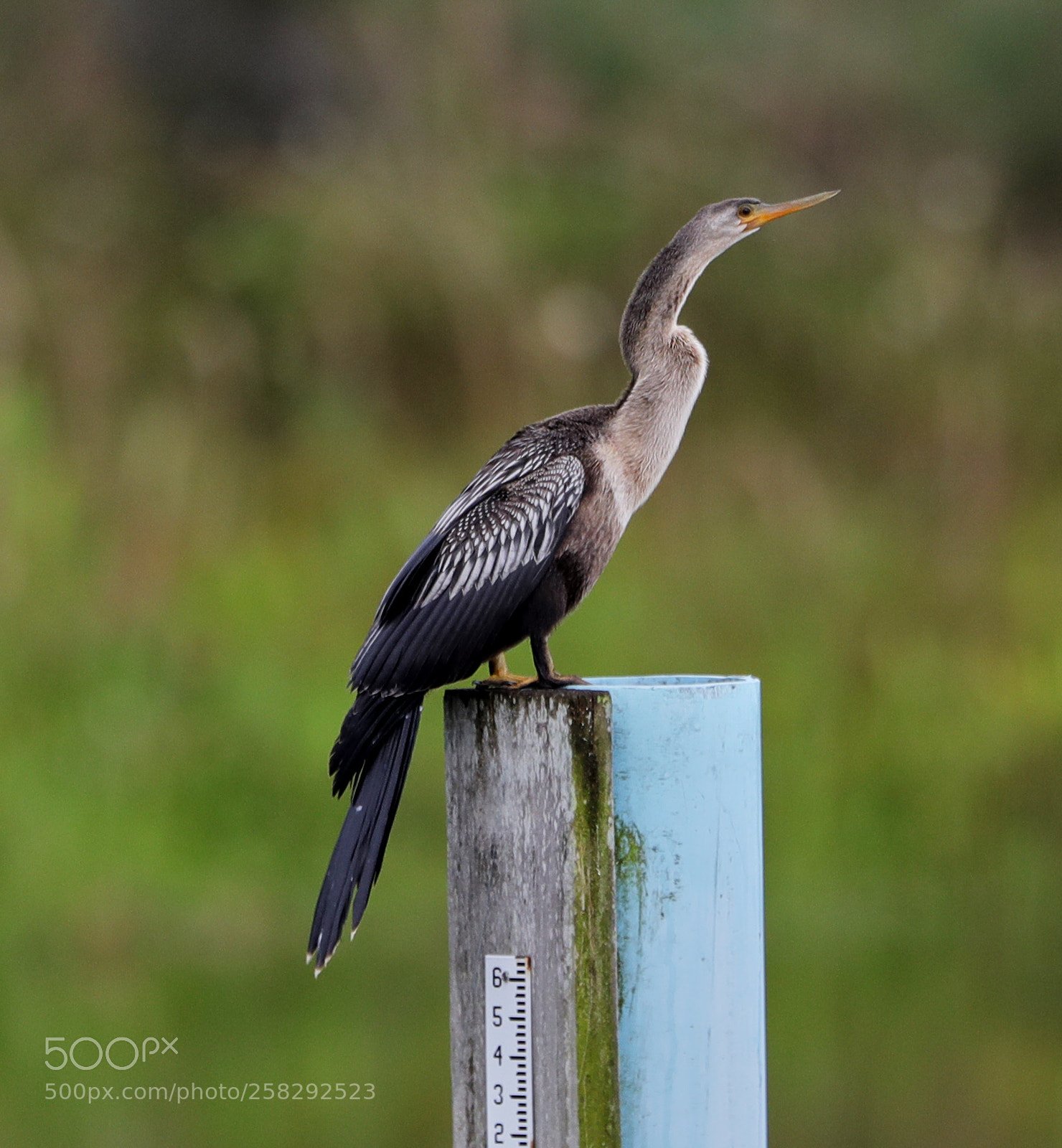 Canon EOS-1D X Mark II sample photo. 05-17-18-0018418.jpg photography