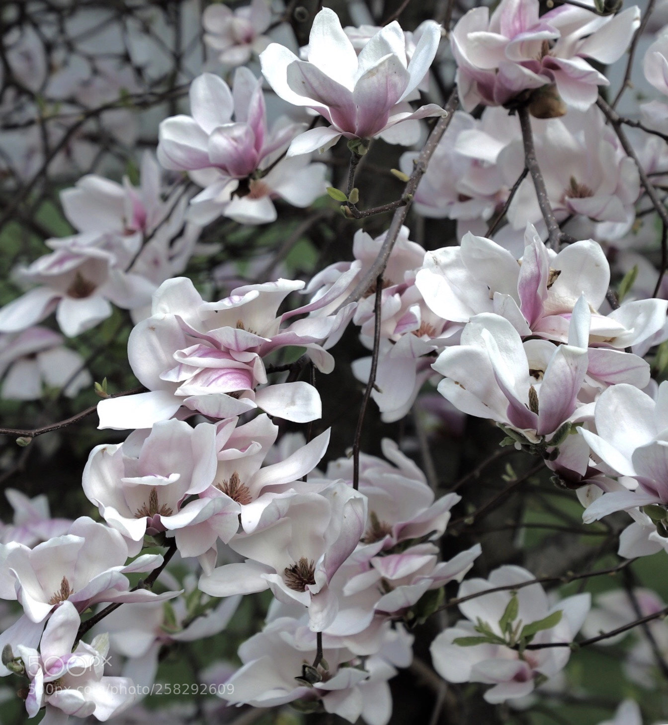 Canon EOS 6D Mark II sample photo. Magnolia photography