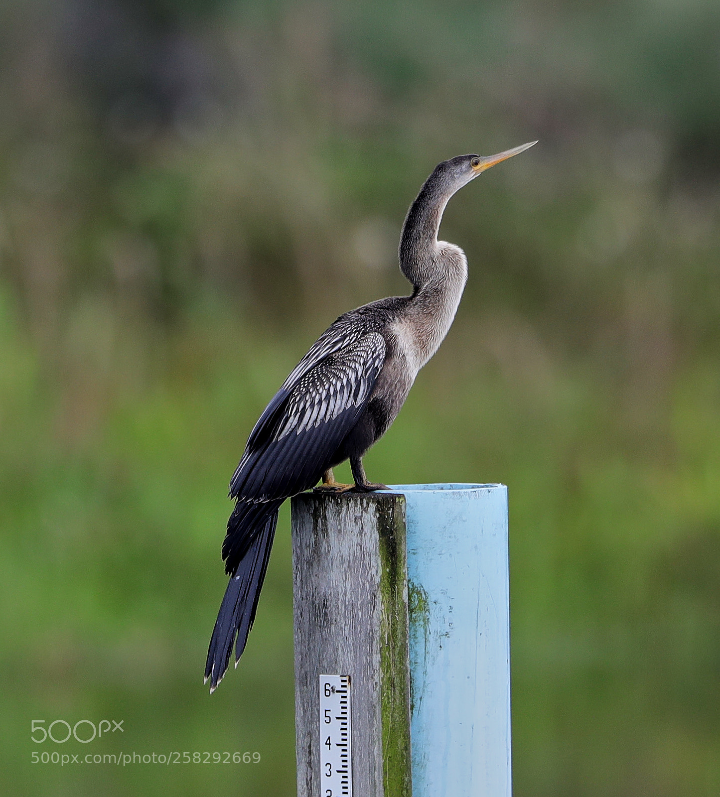 Canon EOS-1D X Mark II sample photo. 05-17-18-0018417.jpg photography