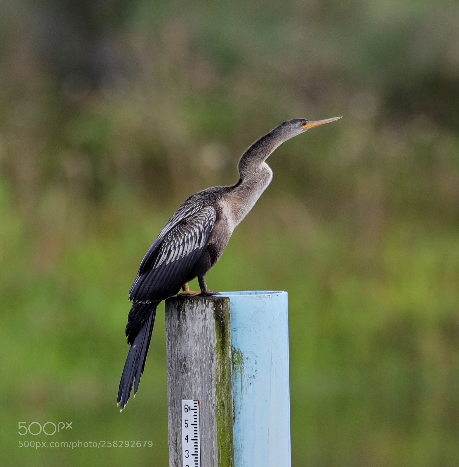 Canon EOS-1D X Mark II sample photo. 05-17-18-0018416.jpg photography