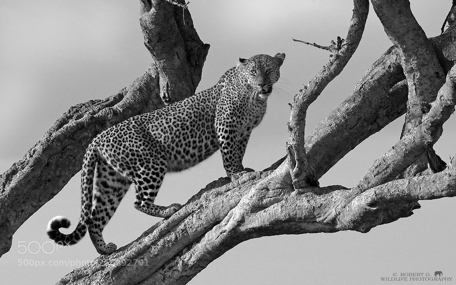 Sony SLT-A77 sample photo. Leopard on tree b photography