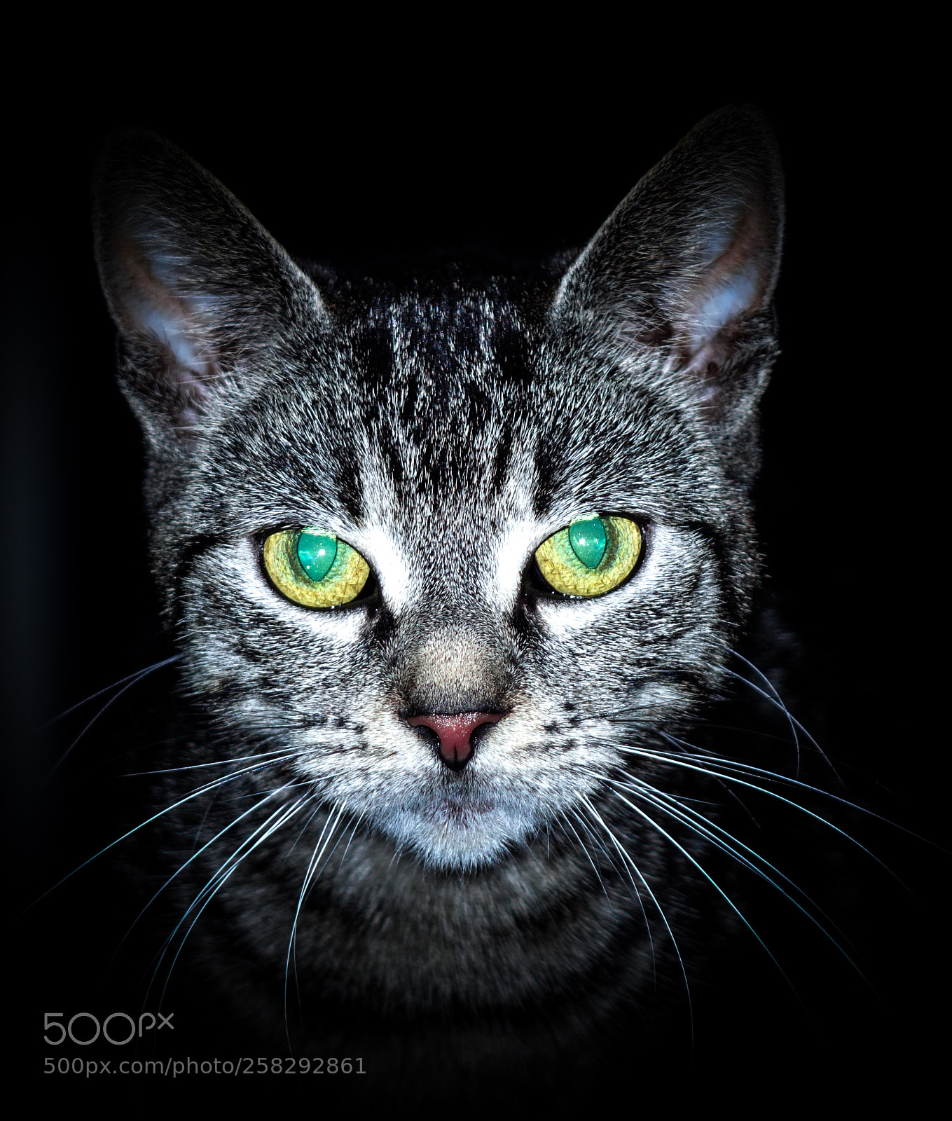 Sony Cyber-shot DSC-RX10 sample photo. Cat and green eyes photography