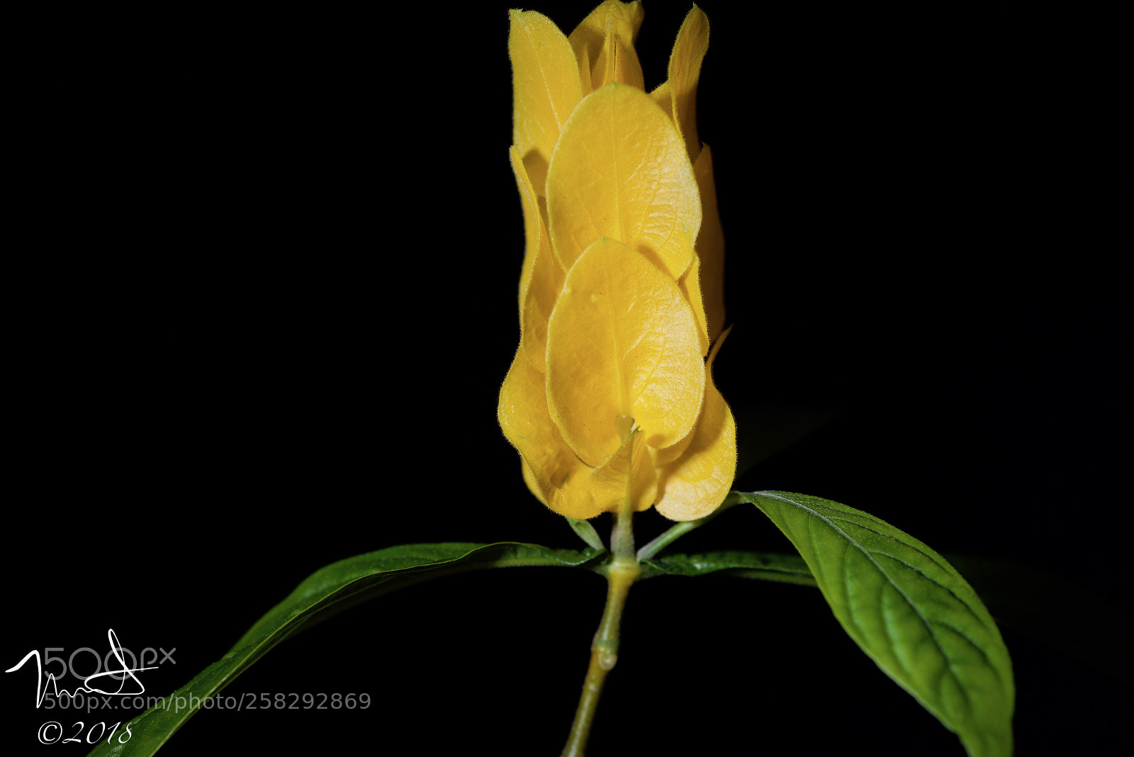 Nikon D750 sample photo. Yellow shrimp flower photography