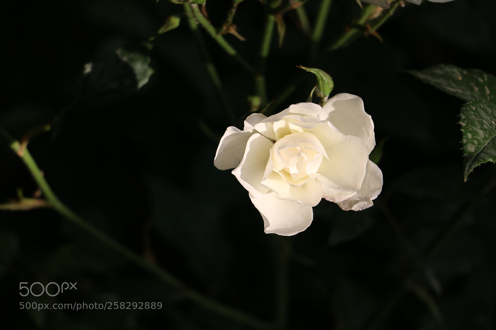 Canon EOS 70D sample photo. Flowers photography