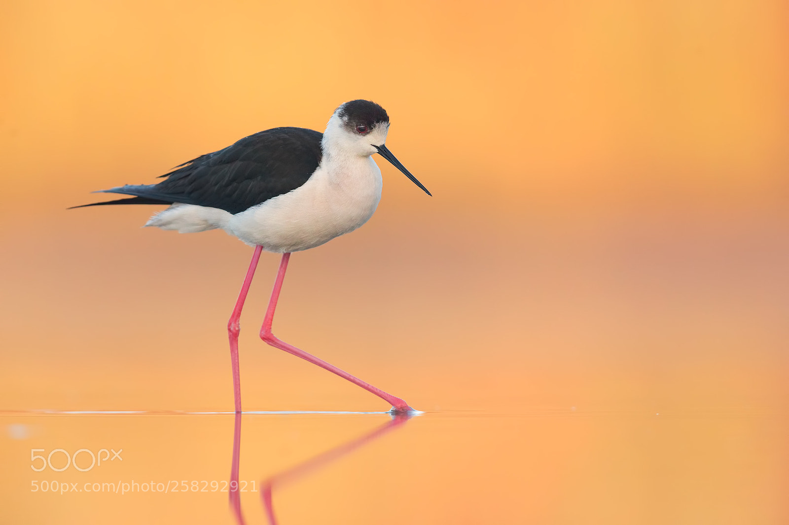 Canon EOS 5D Mark IV sample photo. Black widget stilt dawn photography